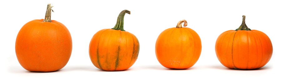 pexels-public-domain-pictures-41964 (1)